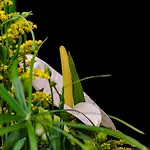 Penzion Le Jardin 4*